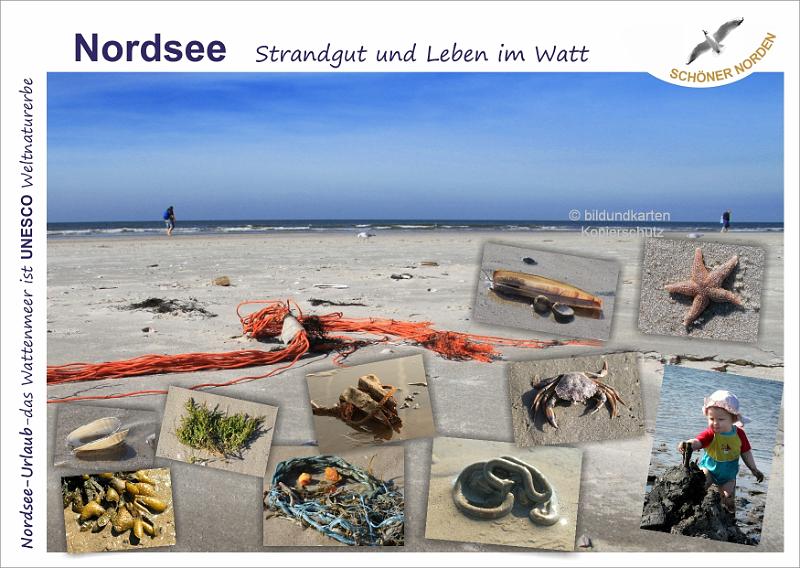 4199 NORDSEE Strandgut und Leben.jpg